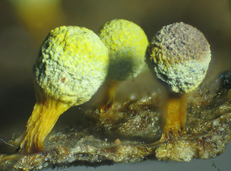 Physarum